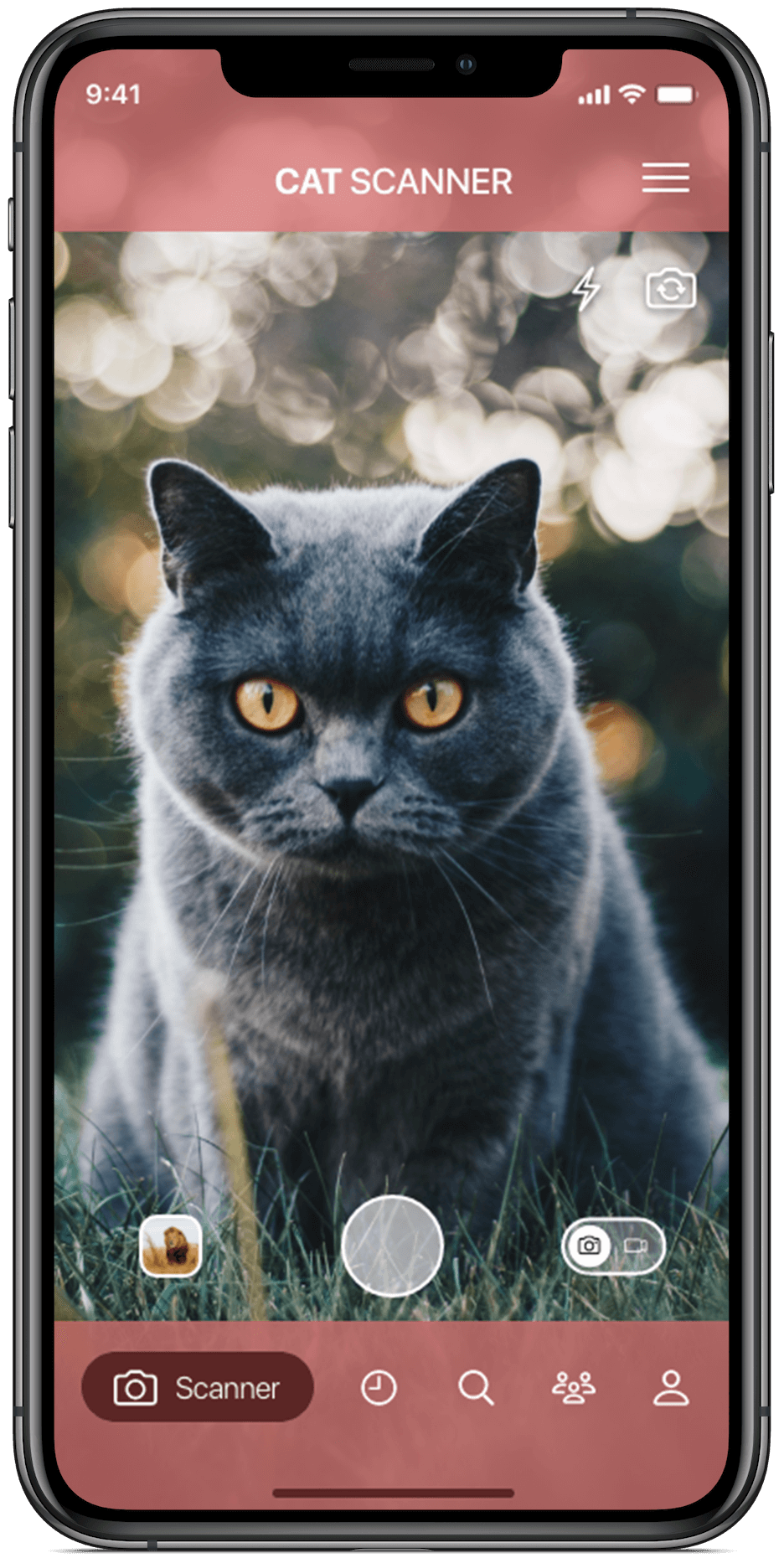 Cat Scanner - Идентификация породы кошек на Android и iOS