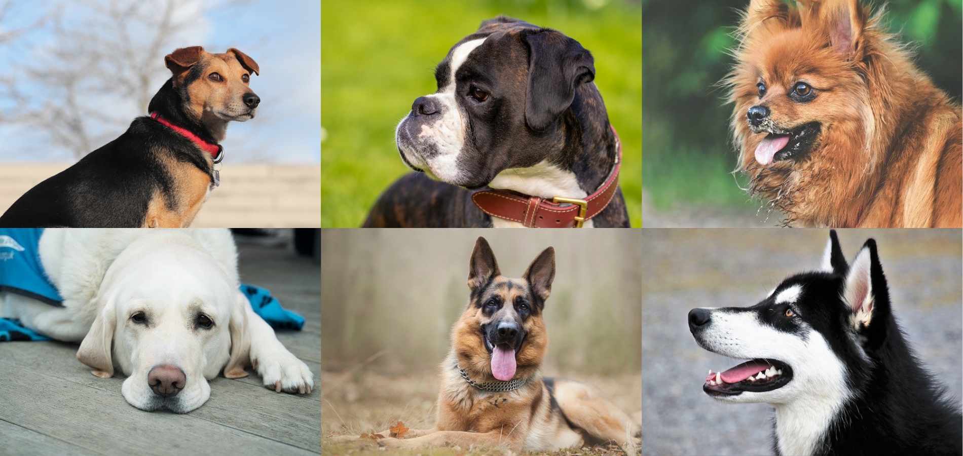 Collage of dog breeds