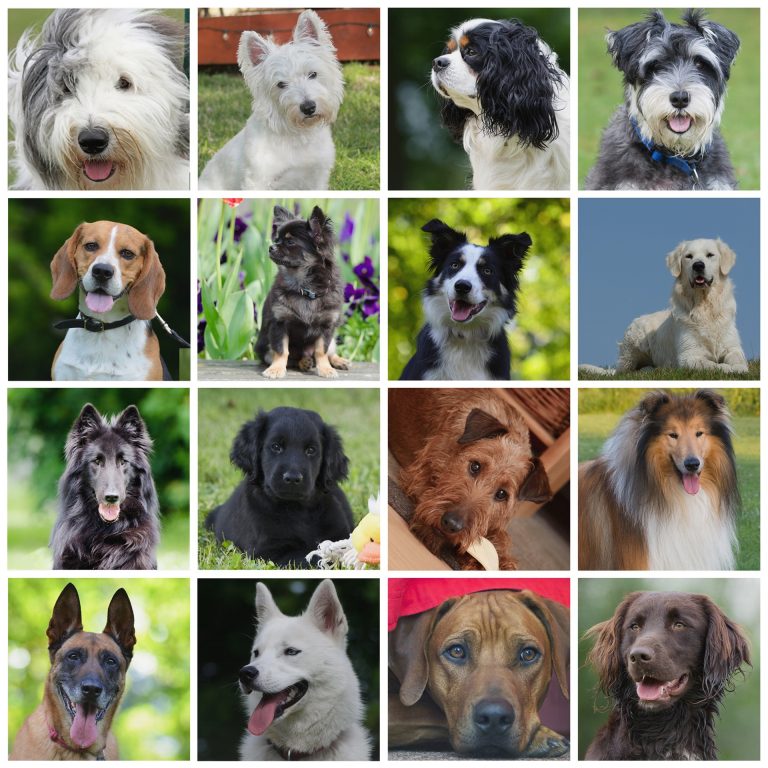 The origin of dog breeds | Dog Scanner